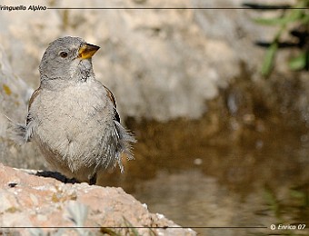 Animali 098